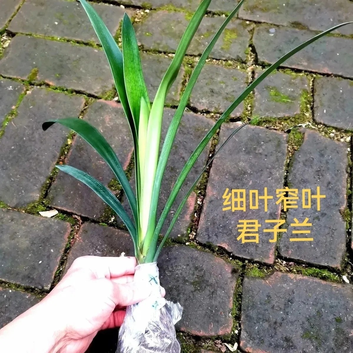 细叶窄叶长叶君子兰立板尖头花苗鞍山精品室内盆栽绿植桌面客厅