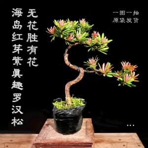 风水植物价格 风水植物图片 星期三