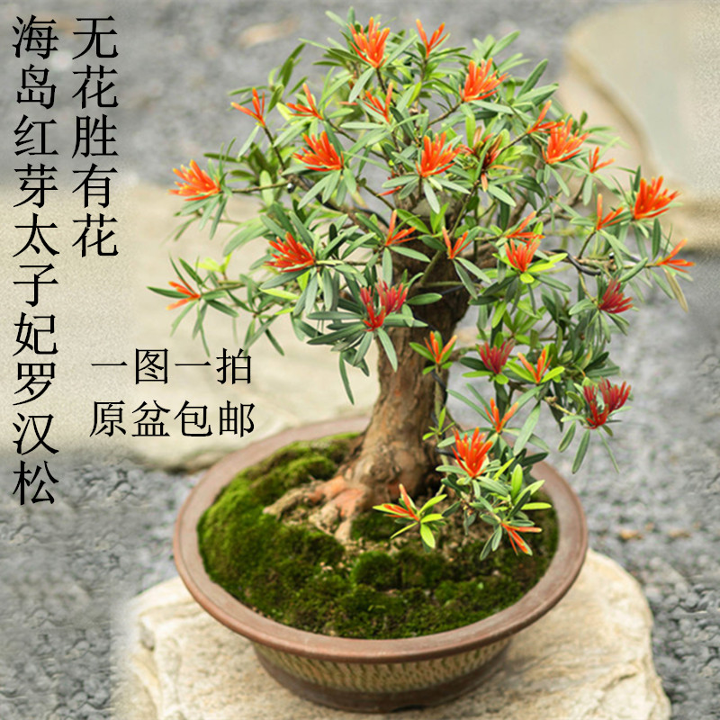 新品海岛红芽太子妃罗汉松四季常青办公室珍贵型盆栽
