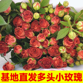 多头小玫瑰泡泡云南直发鲜花花束速递同城橙色芭比巧克力鲜花