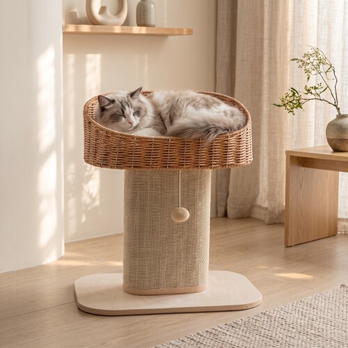 梅子猫猫爬架肥猫布偶缅因猫福音