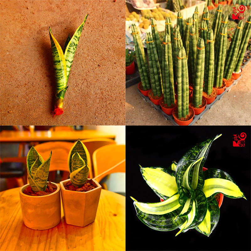 金边海啸虎皮兰锦叶片螺旋形状日本进口绿植虎尾兰精品稀有品种