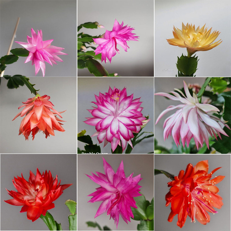 蟹爪兰随机10品种无根纸条多肉植物绿植花卉盆栽,鲜花速递/花卉仿真/绿植园艺,时令草本花卉,淘宝优惠券,粉丝福利购,淘宝优惠卷