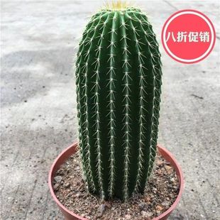 仙人球【大凤龙】盆栽多肉植物小盆栽室内开花绿植桌面电脑