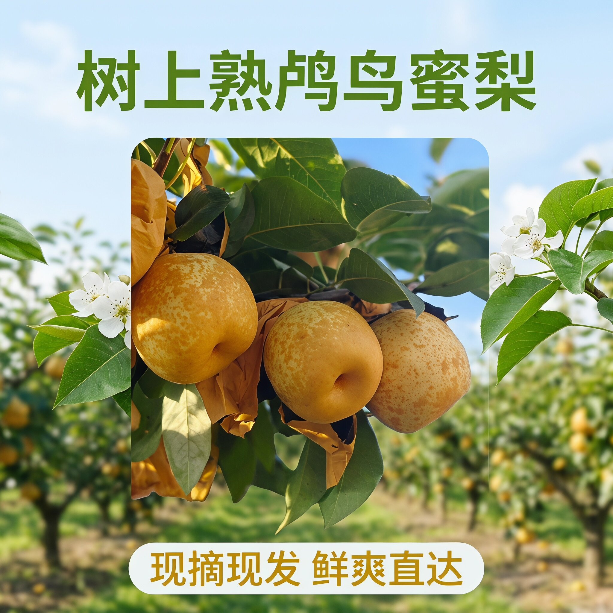 余杭鸬鸟特产鸬鸟蜜梨现摘现发只发江浙沪预计7月20日左右发货