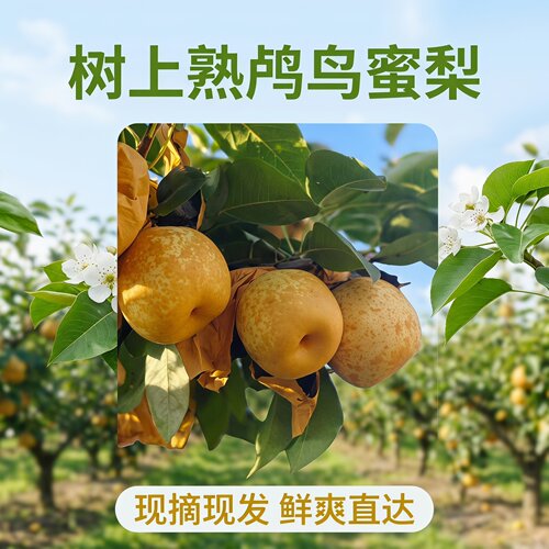 余杭鸬鸟特产鸬鸟蜜梨现摘现发只发江浙沪预计7月20日左右发货