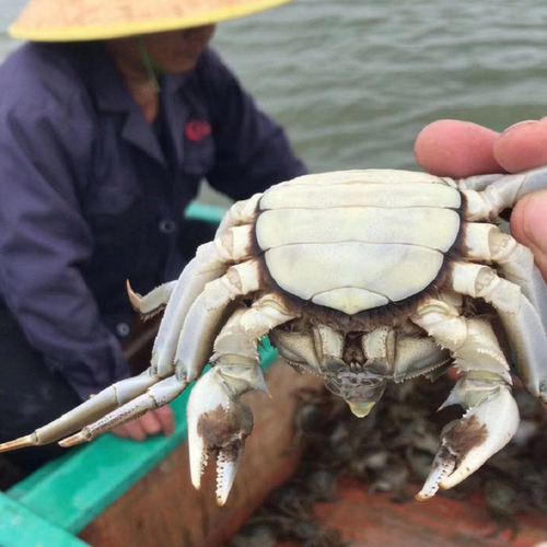 活蟹大闸蟹定制数量大小补单九指残蟹公母大闸蟹，不约定发货时间