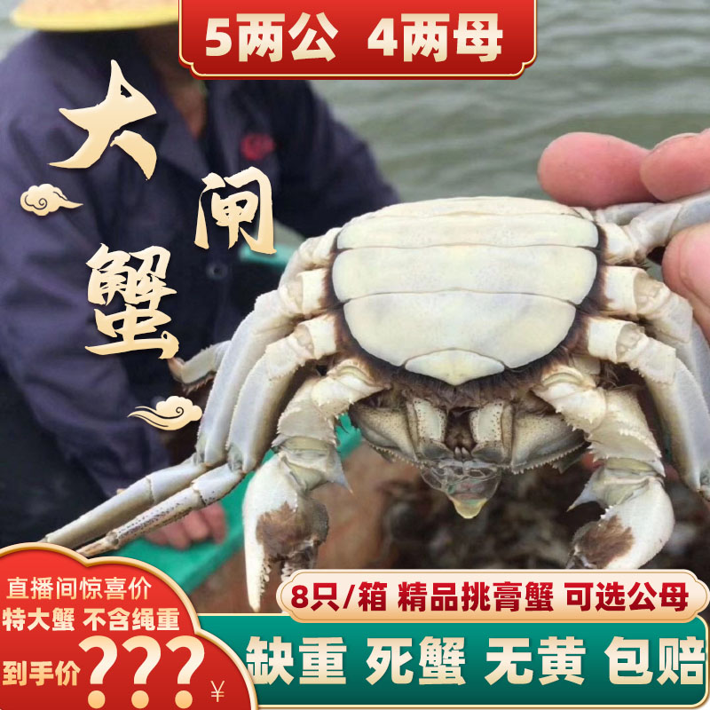 精品挑膏蟹4两特大母蟹