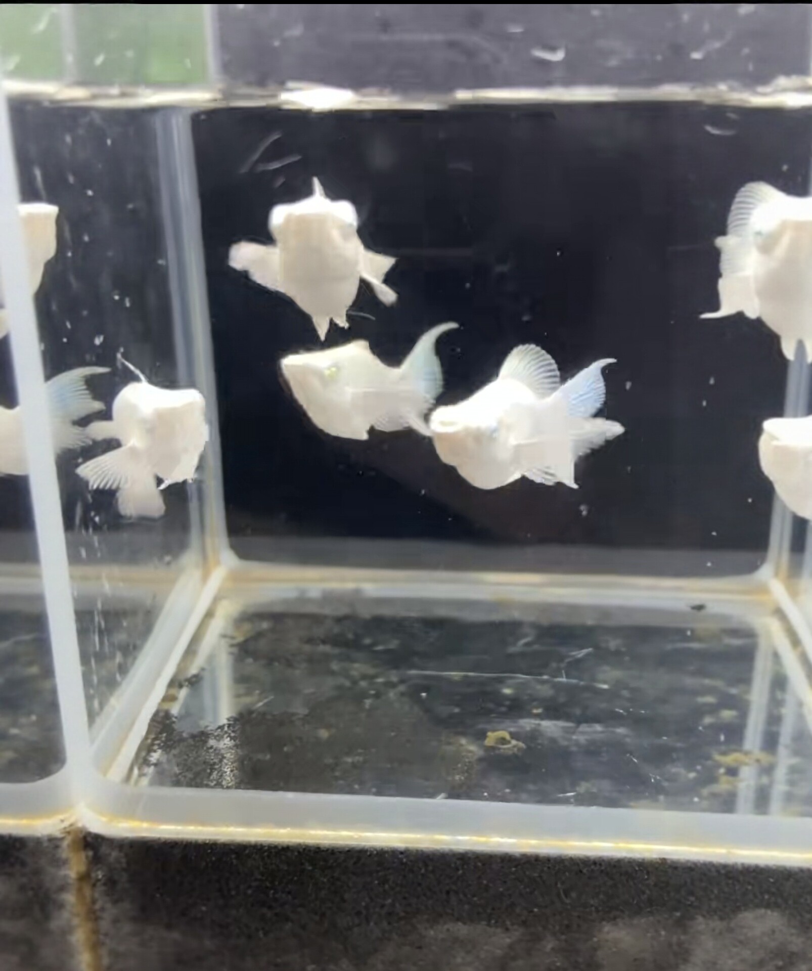 砖石眼越系进口玛丽鱼燕尾圆尾小型热带观赏鱼鱼饲料丰年虾饲养