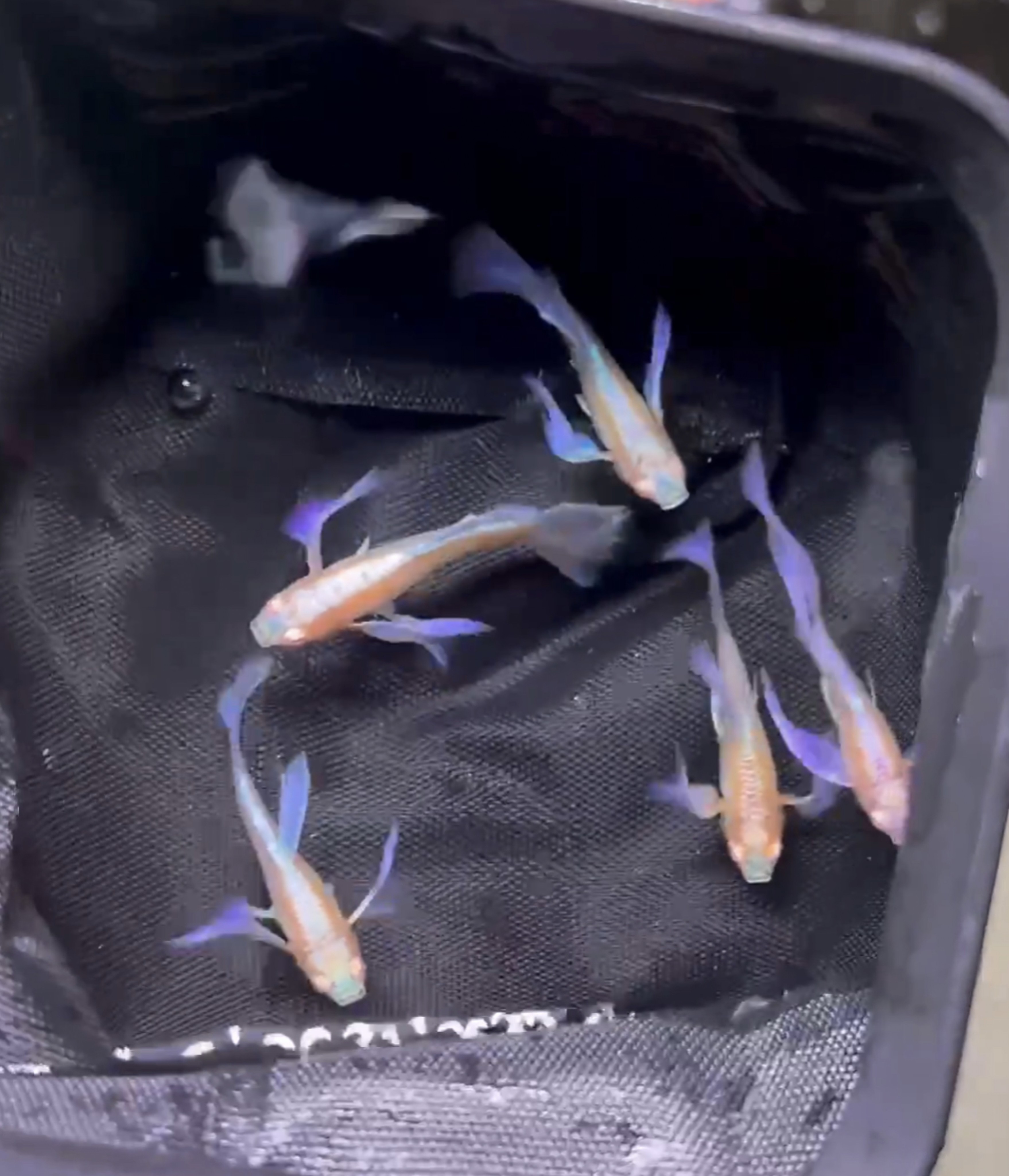 紫白欧翼孔雀鱼热带小型观赏鱼鱼缸水族鱼饲料泰国斗鱼鱼缸乌龟