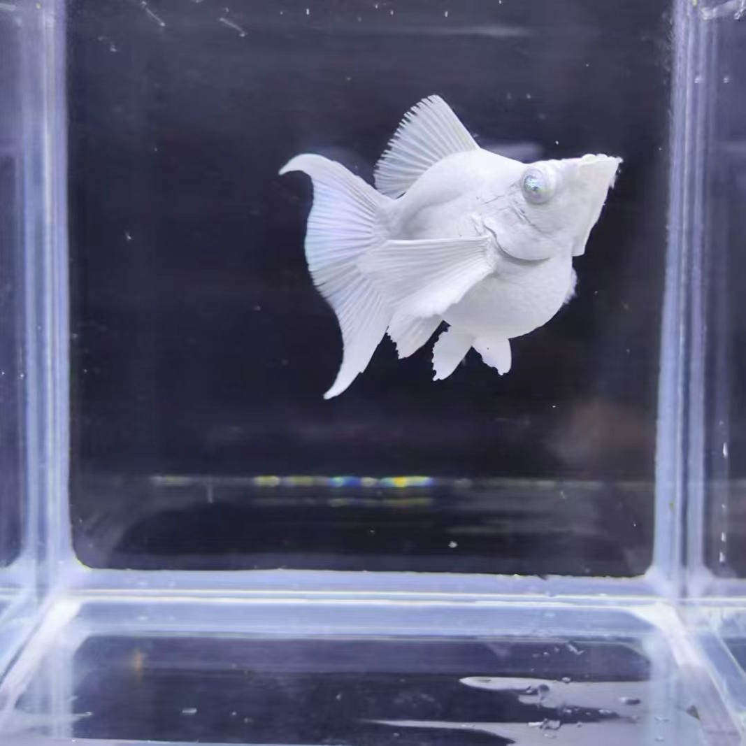 越系砖石眼瓷白玛丽球小型热带观赏鱼鱼缸水族观赏小虾鱼苗日清