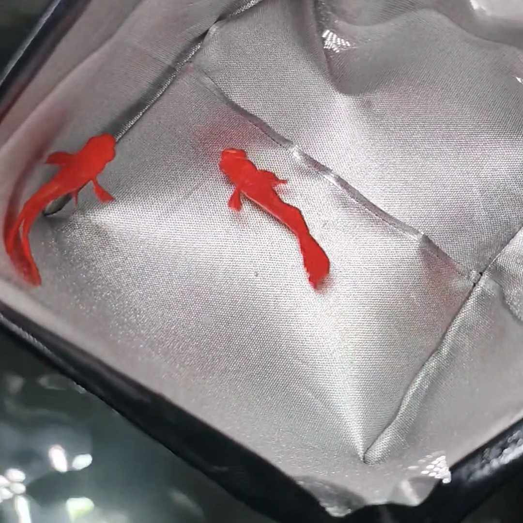 鸿运当头双分水孔雀鱼数字小型淡水鱼热带观赏鱼鱼饲料丰年虾饲养