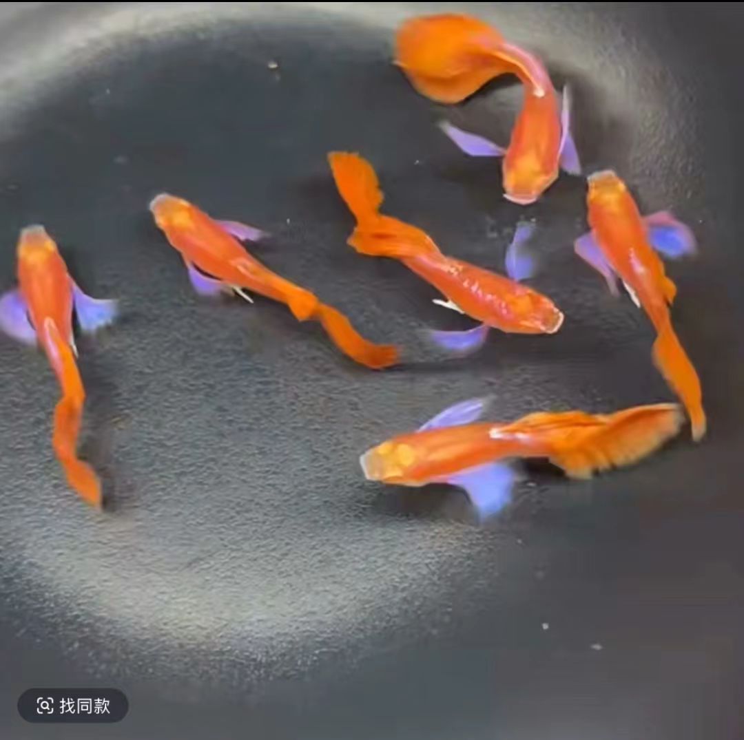 霓虹大耳精品孔雀鱼紫耳欧翼热带小型观赏鱼观背鱼古法缸凤尾大尾