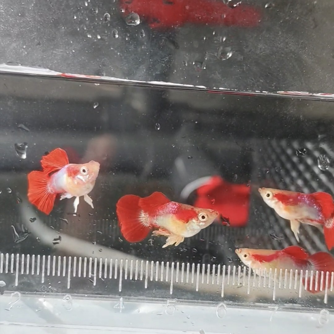 精品孔雀鱼黄豹球孔雀鱼短体球体鱼苗小型热带观赏鱼凤尾鱼