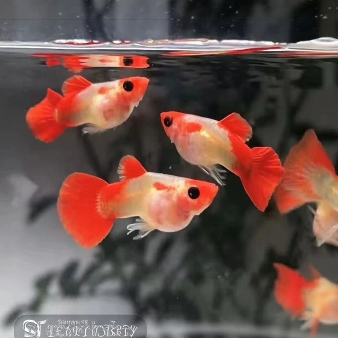 红礼服深海蓝玻璃猫球体孔雀鱼热带小型观赏鱼卡姿兰大眼睛水族