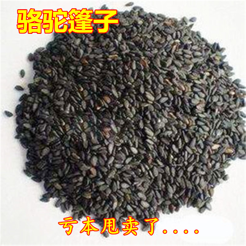 骆驼蓬子骆驼蓬籽野生骆驼蓬精选新疆骆驼篷子中药材500g克包邮