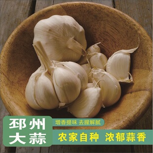 邳州大蒜蒜米农家自种新鲜蒜头手工剥皮增香提味去腥解腻浓郁蒜香