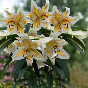 黄天香百合Auratum荷兰进口东方香水百合花种球盆栽地栽庭院