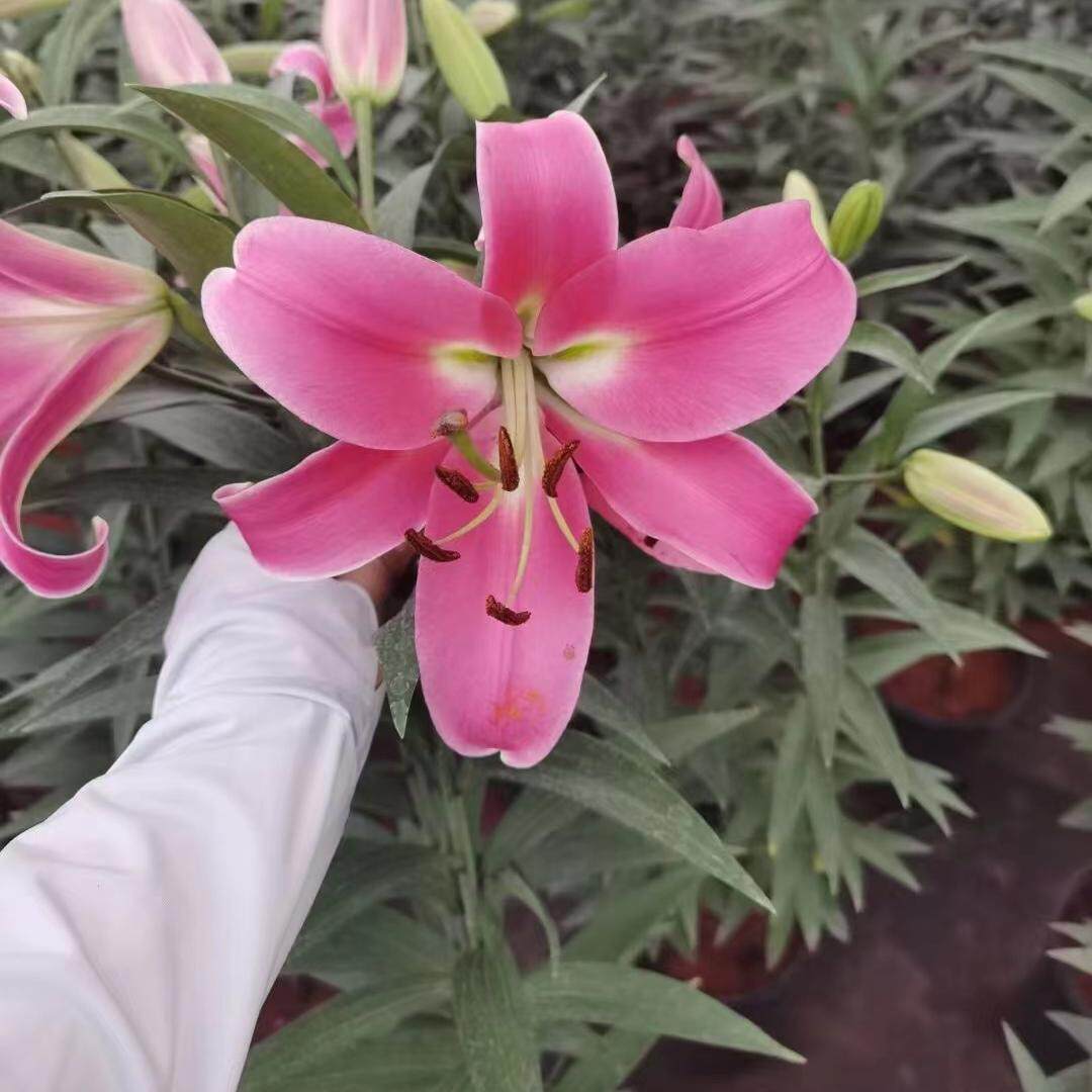 进口OT香水百合花种球红色宫殿/帕拉佐红色大花浓香罗宾娜 中国红