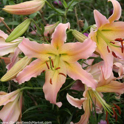 现货荷兰进口香水百合花种球OT系神出鬼没/路西法/难以捉摸包对版