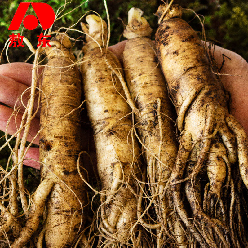 主播推荐 敖东 鲜参250g半斤装 鲜人参东北新鲜人参