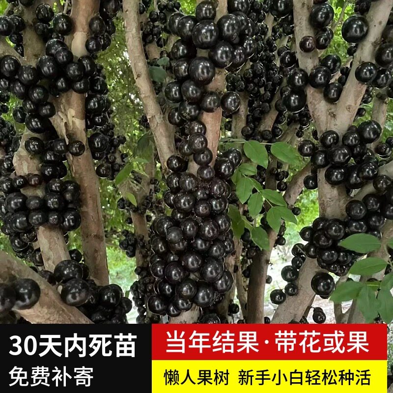 嘉宝果树苗南北方红妃沙巴四季