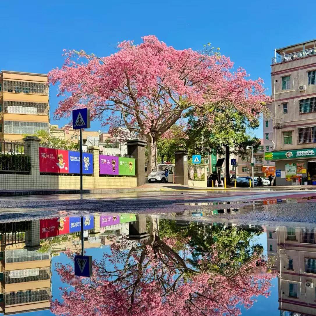木棉花树大树美人树大腹木棉