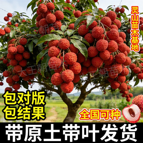 荔枝果树苗妃子笑桂味冰荔南方庭院种植仙进奉嫁接当年结果盆地栽