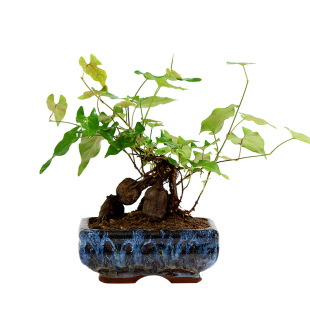 何首乌苗子首乌绿植盆栽爬藤植物种植苗夜交藤耐寒何首乌盆景苗