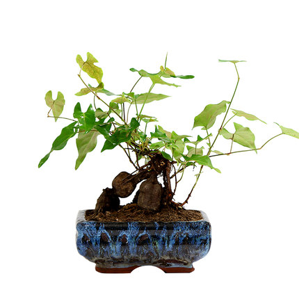 何首乌苗子首乌绿植盆栽爬藤植物种植苗夜交藤耐寒何首乌盆景苗