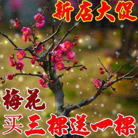 梅花盆景树桩梅花苗腊梅苗红梅绿梅乌梅花苗盆栽美人梅花树苗梅树