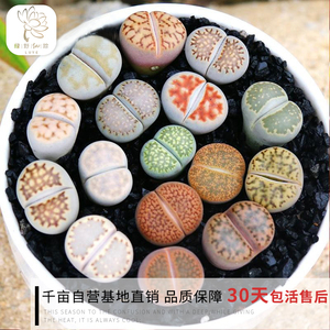 绿野园艺|编号生石花屁股花 多肉植物 绿植 多肉 组合盆栽花卉