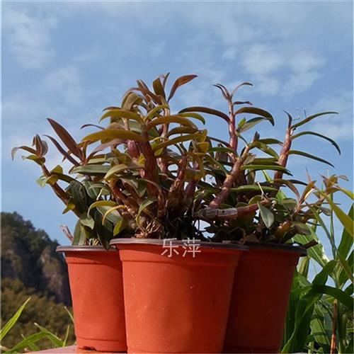 乐清雁荡山红杆软脚铁皮石斛苗盆栽珍品小红铁种苗木桩花卉
