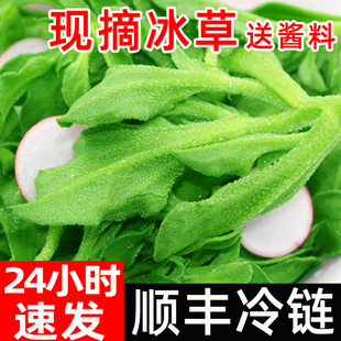 新鲜冰草冰菜蔬菜冰花冰叶火锅即食5生吃3斤沙拉菜 现摘顺丰 包邮