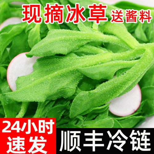 现摘冰草产地直发菜凉拌冰菜顺丰