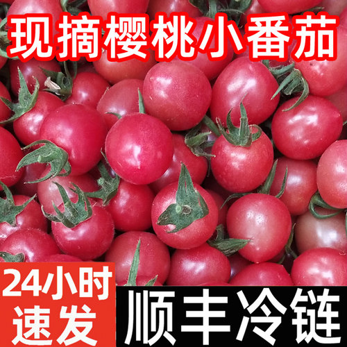 包邮现摘小番茄圣女果酸甜