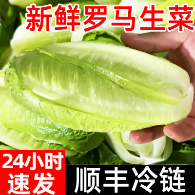 罗马生菜新鲜顺丰包心罗文生菜