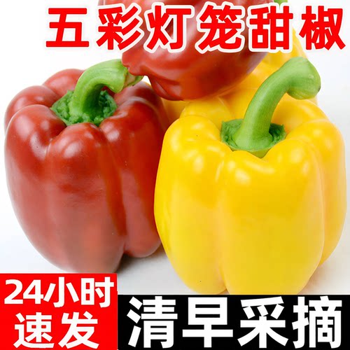 （只发红黄果）灯笼五彩甜椒