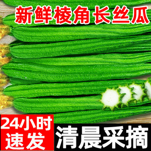 包邮 棱丝瓜新鲜白玉棱角丝瓜甜肉丝瓜绿皮孕妇苹果香丝瓜应季 蔬菜