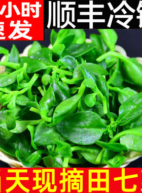 田七叶新鲜现摘3斤蔬菜鲜嫩三七叶子穿心莲牡助农丹吊兰冰草苜蓿