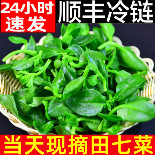 顺丰田七叶新鲜蔬菜鲜嫩穿心莲