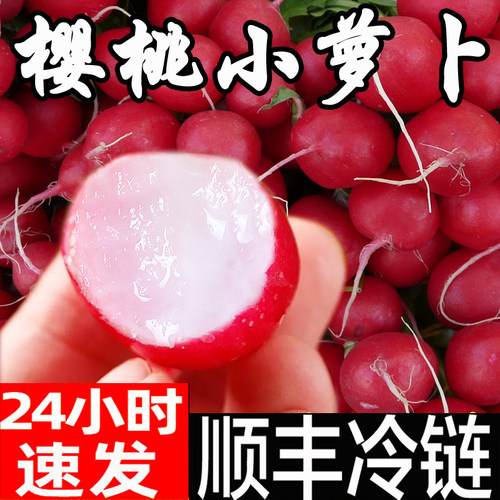 顺丰包邮樱桃小萝卜新鲜现挖