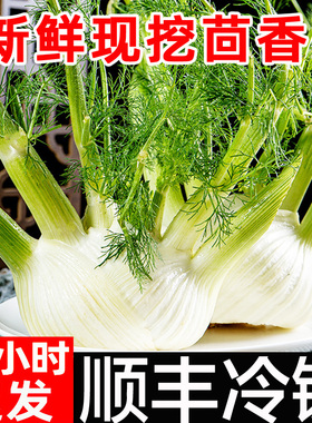 新鲜茴香头5斤顺丰包邮茴香根茴香球茎西餐料理香料蔬菜沙拉现挖