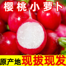 包邮 新鲜樱桃萝卜红丁当季 水果小红萝卜红丁甜脆青潍坊胡萝卜蔬菜