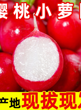 新鲜樱桃萝卜红丁当季水果小红萝卜红丁甜脆青潍坊胡萝卜蔬菜包邮