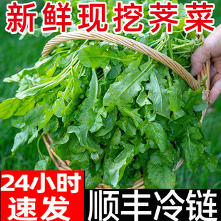 荠菜新鲜现挖农家现摘现发做混沌水饺春卷野菜顺丰 地菜大叶菜 包邮