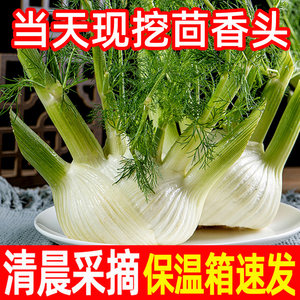 新鲜茴香球头现挖西餐厅