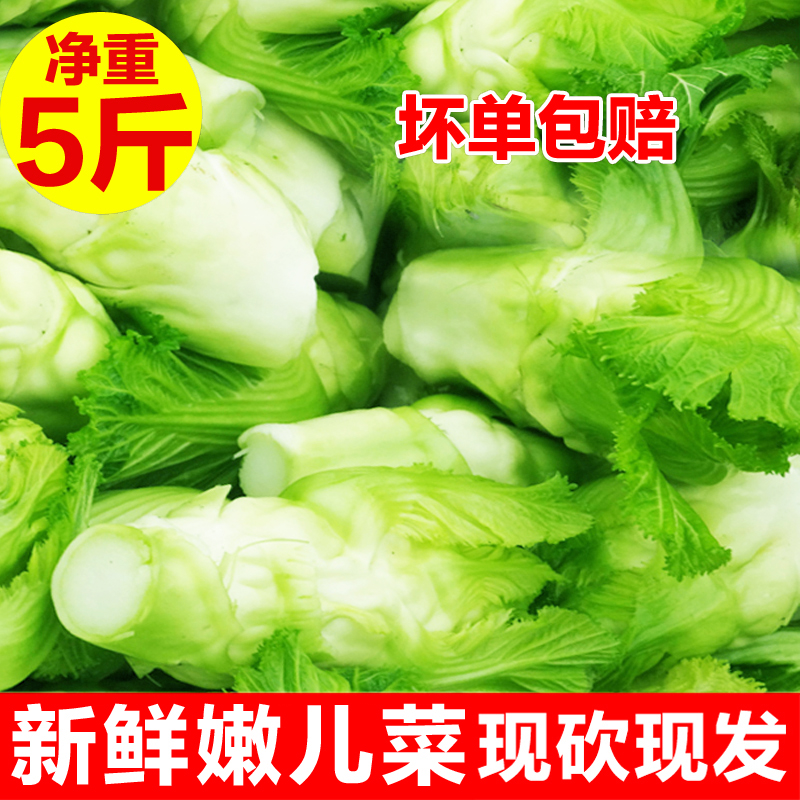新鲜现挖儿菜娃娃菜脆嫩包邮