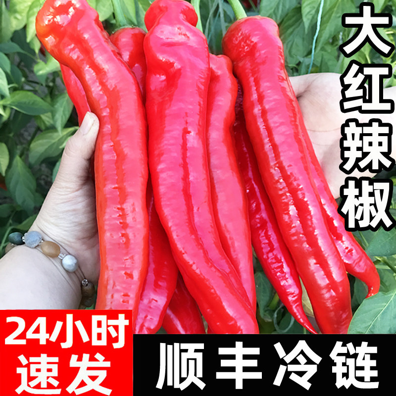 大红尖椒做辣椒酱用肉厚香辣