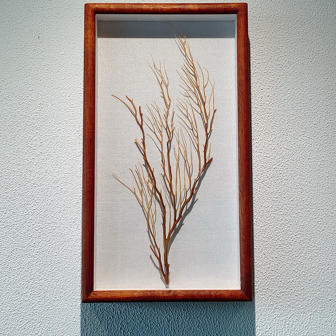 文玩配饰天然金珊瑚标本莎比梨实木框壁挂宝石珊瑚摆件